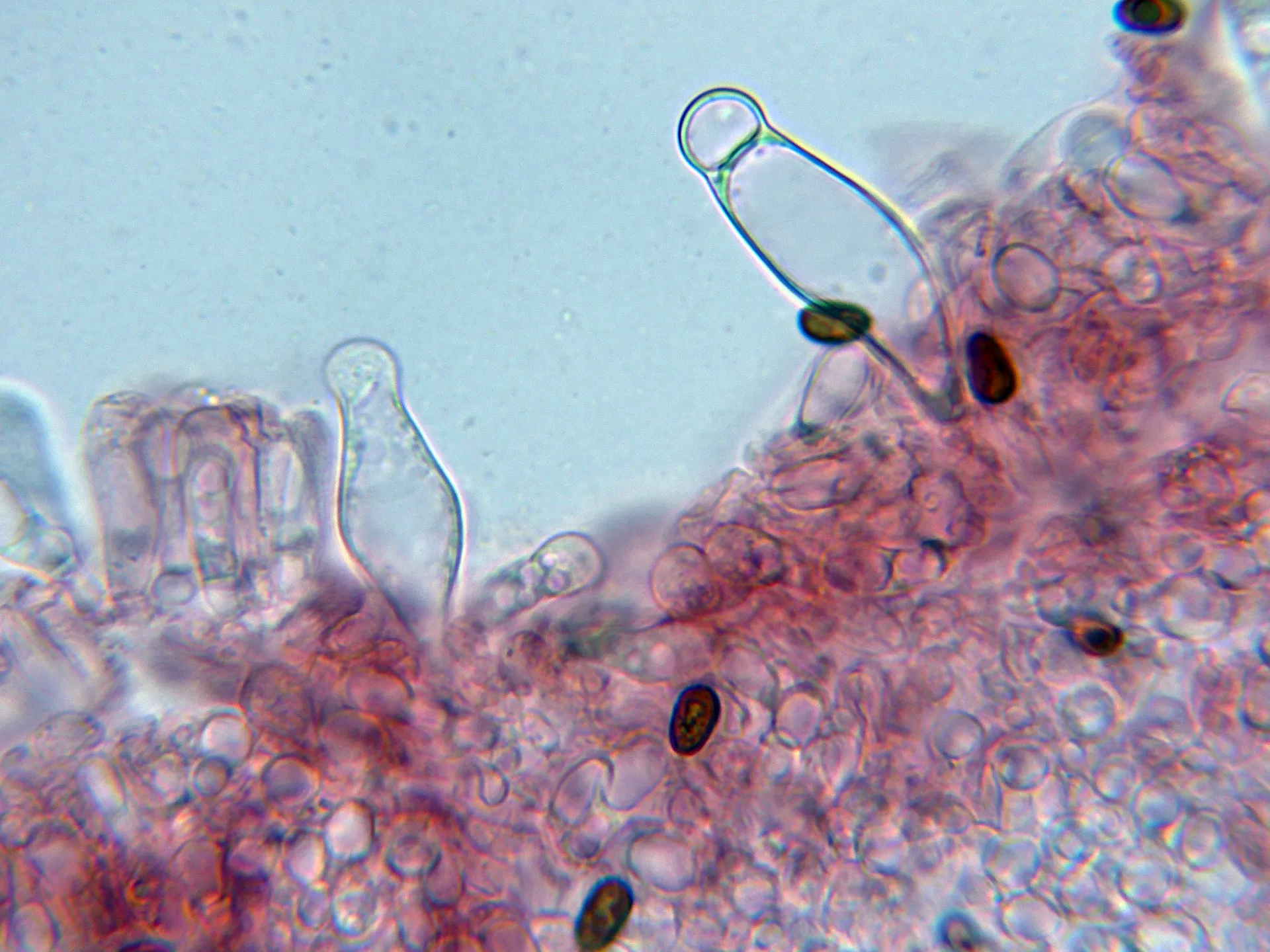 Microscopía de Psathyrella noli-tangere - 10 - Pleurocistidios-001